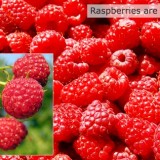 Raspberries-are-good-sources-of-fiber-featured